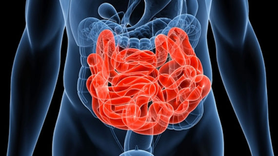 Scientists to develop technology that will grow healthy intestine for transplant