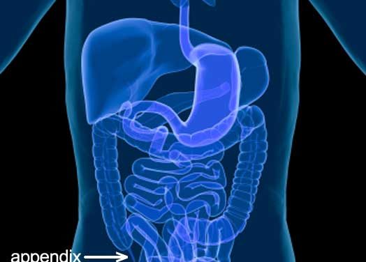 Your appendix serves an important biological purpose Your appendix serves an important biological purpose