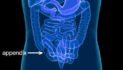 Your appendix serves an important biological purpose Your appendix serves an important biological purpose