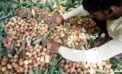 India’s killer fruit: Mystery of deadly outbreaks in Bihar solved