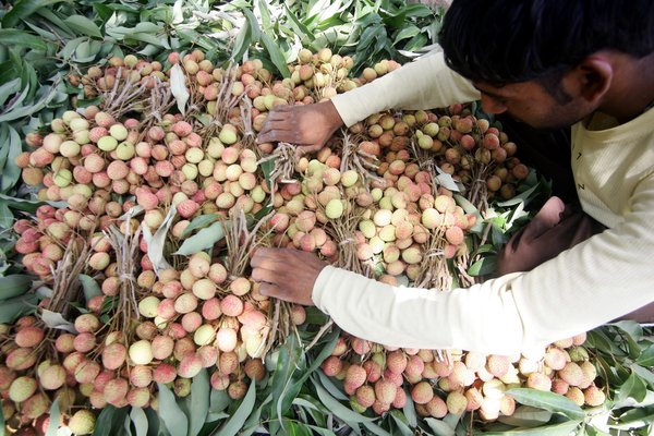 litchi