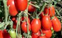 Whole tomato extract can play a role in preventing and treating stomach cancer